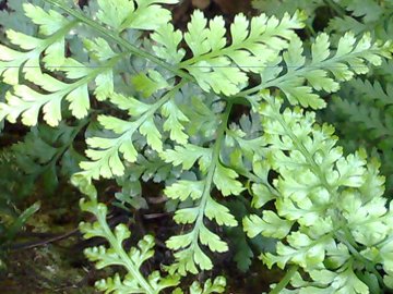 Asplenium sp.